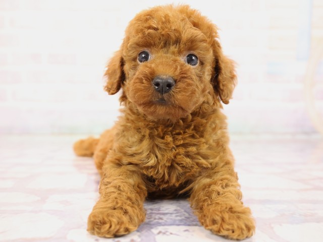 兵庫県のトイプードル(トイ) (Coo&RIKU姫路店/2026年2月26日生まれ/女の子/レッドフォーン)の子犬