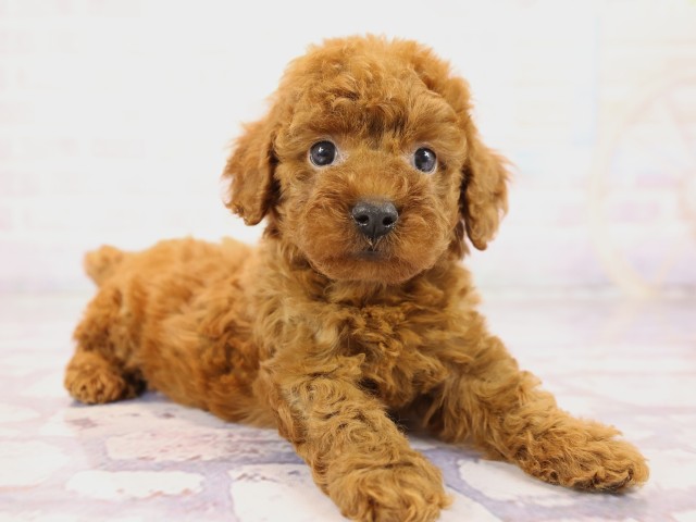 兵庫県のトイプードル(トイ) (Coo&RIKU姫路店/2026年2月26日生まれ/女の子/レッドフォーン)の子犬の2枚目の画像