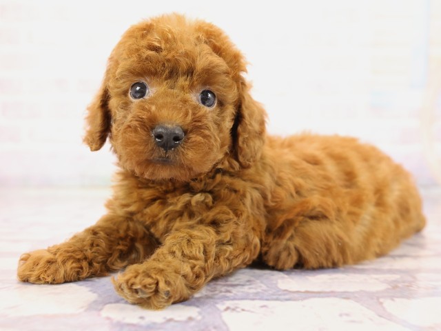 兵庫県のトイプードル(トイ) (Coo&RIKU姫路店/2026年2月26日生まれ/女の子/レッドフォーン)の子犬の3枚目の画像