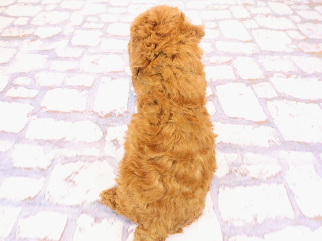 兵庫県のトイプードル(トイ) (Coo&RIKU姫路店/2026年2月26日生まれ/女の子/レッドフォーン)の子犬の4枚目の画像