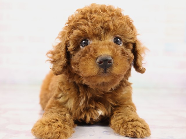 トイ・プードル