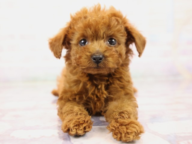 兵庫県のトイプードル(トイ) (Coo&RIKU神戸垂水店/2026年2月24日生まれ/女の子/レッドフォーン)の子犬