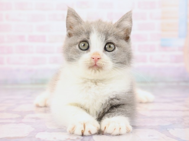 京都府のブリティッシュショートヘアー (Coo&RIKU舞鶴店/2026年2月24日生まれ/女の子/ブルーホワイト)の子猫