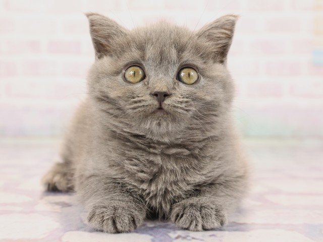 兵庫県のブリティッシュショートヘアー (Coo&RIKU神戸垂水店/2026年2月24日生まれ/女の子/ブルー)の子猫