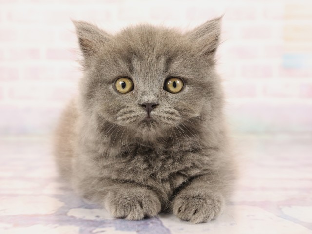兵庫県のブリティッシュロングヘアー (Coo&RIKU丹波店/2026年2月24日生まれ/女の子/ブルー)の子猫