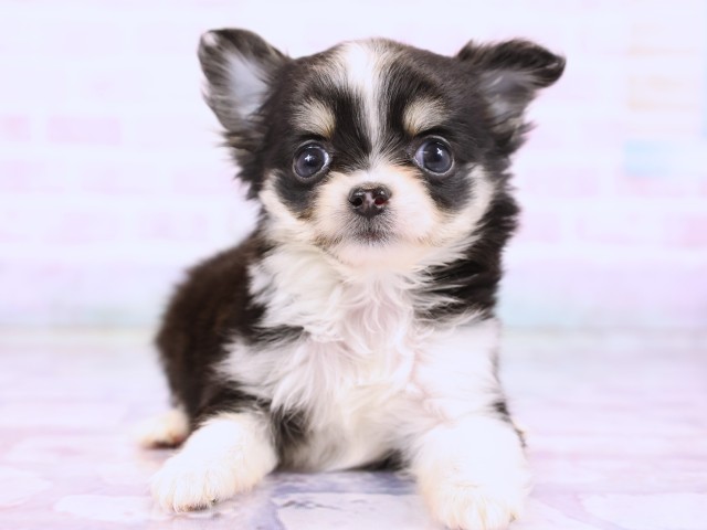 広島県のチワワ(ロング) (Coo&RIKU東広島店/2026年2月24日生まれ/女の子/ブラックタンホワイト)の子犬の1枚目の画像