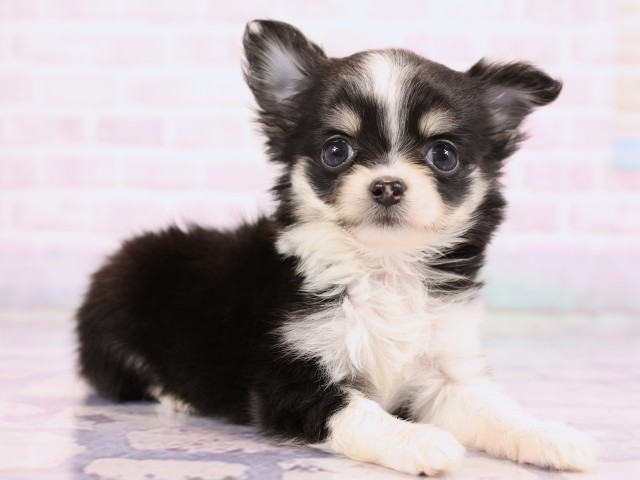 広島県のチワワ(ロング) (Coo&RIKU東広島店/2026年2月24日生まれ/女の子/ブラックタンホワイト)の子犬の2枚目の画像