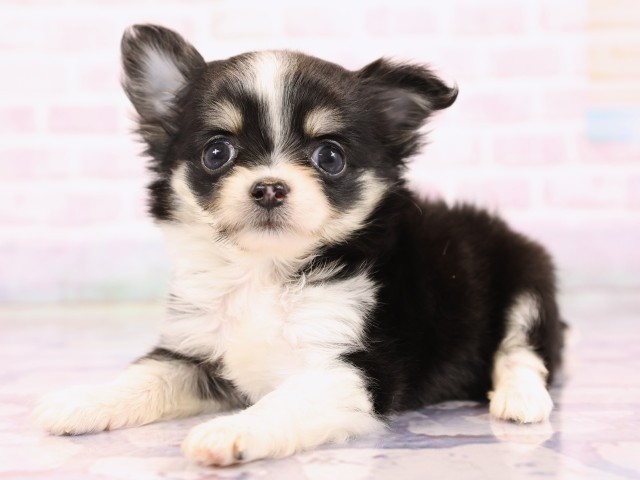 広島県のチワワ(ロング) (Coo&RIKU東広島店/2026年2月24日生まれ/女の子/ブラックタンホワイト)の子犬の3枚目の画像