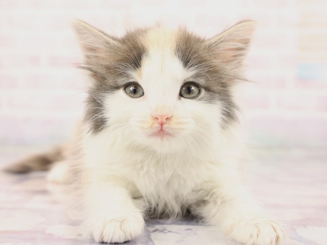 兵庫県のノルウェージャンフォレストキャット (Coo&RIKU明石店/2026年2月25日生まれ/女の子/ブルーパッチドタビーホワイト)の子猫