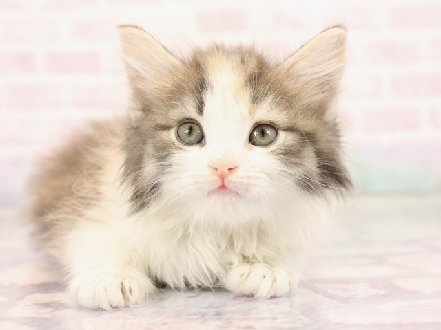 兵庫県のノルウェージャンフォレストキャット (Coo&RIKU丹波店/2026年2月25日生まれ/女の子/ブルーパッチドタビーホワイト)の子猫