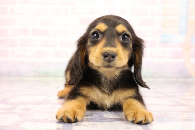 兵庫県のカニンヘンダックスフンド(ロング) (Coo&RIKU三木店/2026年2月26日生まれ/女の子/ブラックタン)の子犬