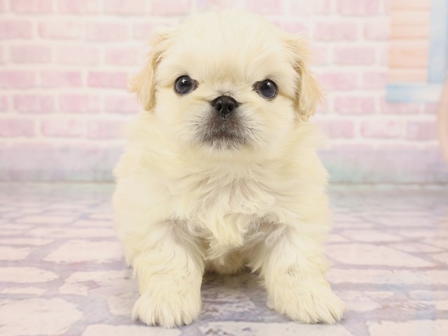 大阪府のペキニーズ (Coo&RIKU茶屋町店/2026年2月25日生まれ/男の子/ホワイトクリーム)の子犬の1枚目の画像