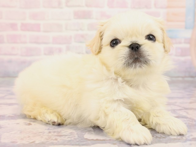 大阪府のペキニーズ (Coo&RIKU茶屋町店/2026年2月25日生まれ/男の子/ホワイトクリーム)の子犬の2枚目の画像