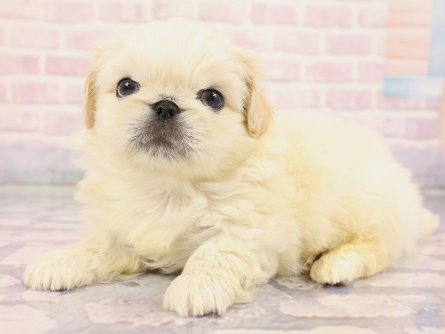 大阪府のペキニーズ (Coo&RIKU茶屋町店/2026年2月25日生まれ/男の子/ホワイトクリーム)の子犬の3枚目の画像