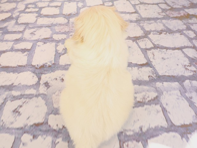 大阪府のペキニーズ (Coo&RIKU茶屋町店/2026年2月25日生まれ/男の子/ホワイトクリーム)の子犬の4枚目の画像