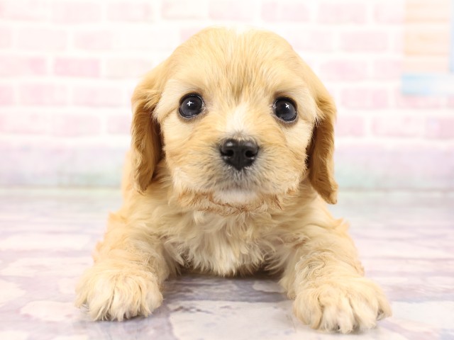 兵庫県のハーフ犬・ミックス犬 (Coo&RIKU姫路店/2026年2月23日生まれ/女の子/クリーム)の子犬