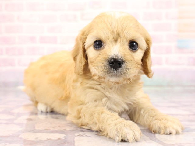兵庫県のハーフ犬・ミックス犬 (Coo&RIKU姫路店/2026年2月23日生まれ/女の子/クリーム)の子犬の2枚目の画像