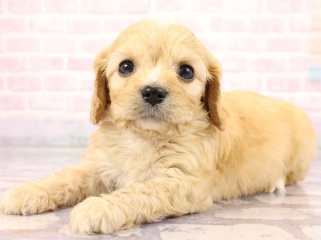 兵庫県のハーフ犬・ミックス犬 (Coo&RIKU姫路店/2026年2月23日生まれ/女の子/クリーム)の子犬の3枚目の画像