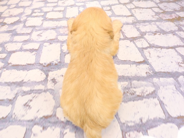 兵庫県のハーフ犬・ミックス犬 (Coo&RIKU姫路店/2026年2月23日生まれ/女の子/クリーム)の子犬の4枚目の画像