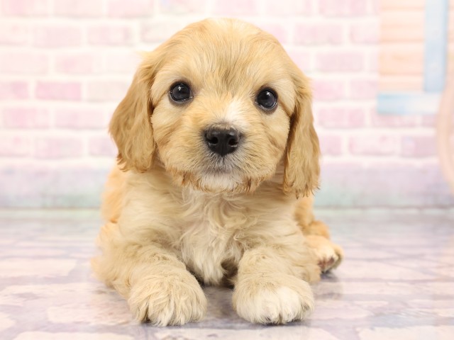 岡山県のハーフ犬・ミックス犬 (Coo&RIKU岡山店/2026年2月23日生まれ/男の子/クリーム)の子犬の1枚目の画像