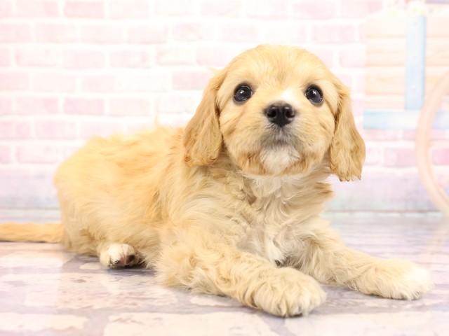 岡山県のハーフ犬・ミックス犬 (Coo&RIKU岡山店/2026年2月23日生まれ/男の子/クリーム)の子犬の2枚目の画像