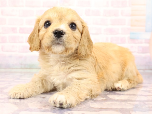 岡山県のハーフ犬・ミックス犬 (Coo&RIKU岡山店/2026年2月23日生まれ/男の子/クリーム)の子犬の3枚目の画像