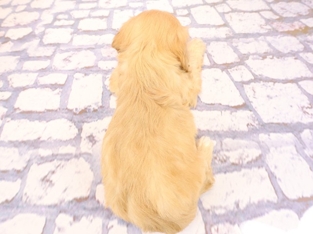 岡山県のハーフ犬・ミックス犬 (Coo&RIKU岡山店/2026年2月23日生まれ/男の子/クリーム)の子犬の4枚目の画像