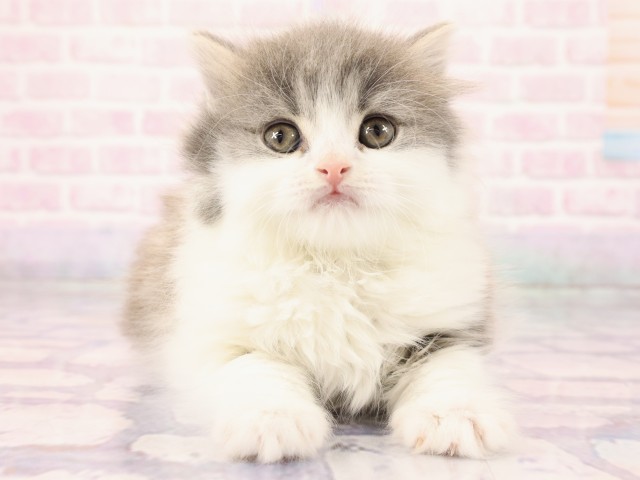 広島県のスコティッシュフォールド (Coo&RIKU福山店/2026年2月25日生まれ/男の子/ブルータビーホワイト)の子猫の1枚目の画像