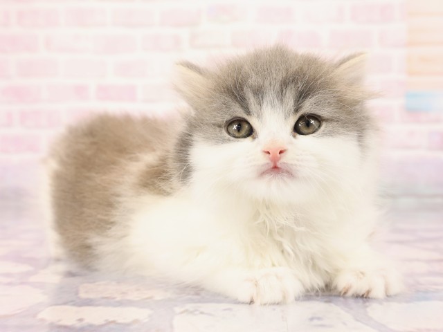 広島県のスコティッシュフォールド (Coo&RIKU福山店/2026年2月25日生まれ/男の子/ブルータビーホワイト)の子猫の2枚目の画像