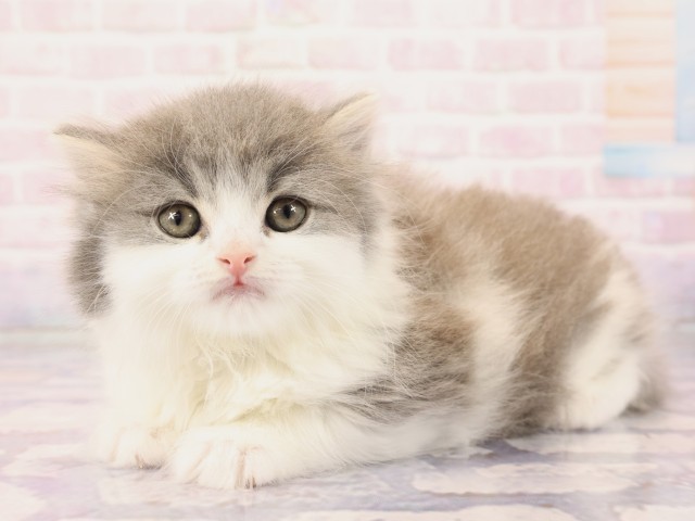 広島県のスコティッシュフォールド (Coo&RIKU福山店/2026年2月25日生まれ/男の子/ブルータビーホワイト)の子猫の3枚目の画像