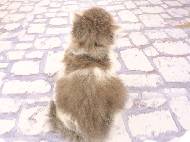 広島県のスコティッシュフォールド (Coo&RIKU福山店/2026年2月25日生まれ/男の子/ブルータビーホワイト)の子猫の4枚目の画像