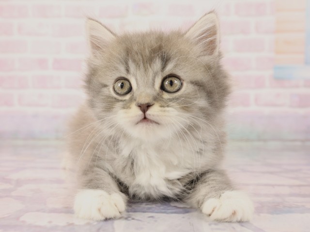岡山県のスコティッシュフォールド (Coo&RIKU岡山店/2026年2月11日生まれ/男の子/ブルータビーホワイト)の子猫