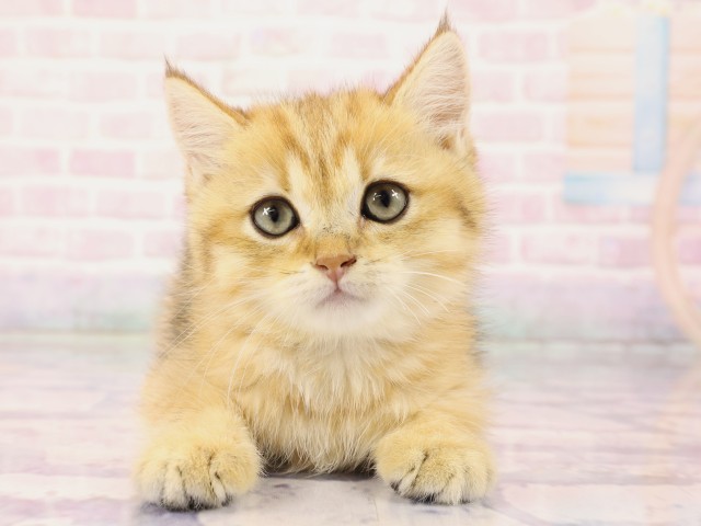 ブリティッシュショートヘアー