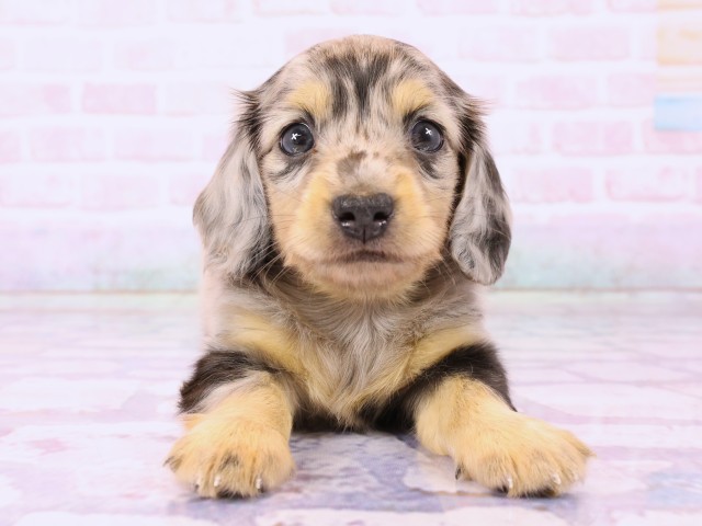 岡山県のミニチュアダックスフンド(ロング) (Coo&RIKU岡山店/2026年2月25日生まれ/男の子/シルバーダップル)の子犬の1枚目の画像