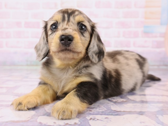 岡山県のミニチュアダックスフンド(ロング) (Coo&RIKU岡山店/2026年2月25日生まれ/男の子/シルバーダップル)の子犬の3枚目の画像