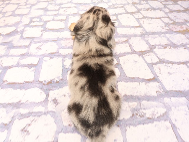 岡山県のミニチュアダックスフンド(ロング) (Coo&RIKU岡山店/2026年2月25日生まれ/男の子/シルバーダップル)の子犬の4枚目の画像