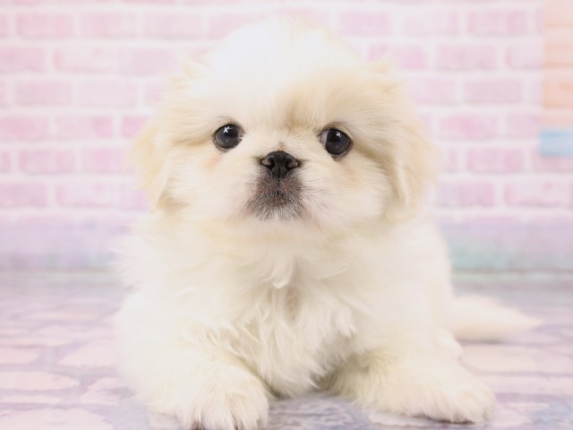 広島県のペキニーズ (Coo&RIKU広島中央店/2026年2月25日生まれ/男の子/クリームホワイト)の子犬の1枚目の画像