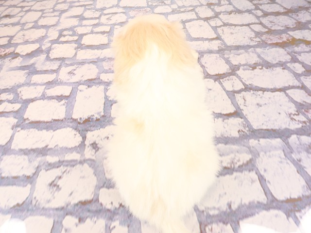 広島県のペキニーズ (Coo&RIKU広島中央店/2026年2月25日生まれ/男の子/クリームホワイト)の子犬の4枚目の画像