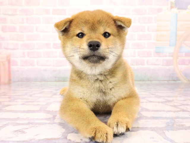 京都府の柴犬(標準サイズ) (Coo&RIKU舞鶴店/2026年2月25日生まれ/女の子/赤)の子犬の1枚目の画像