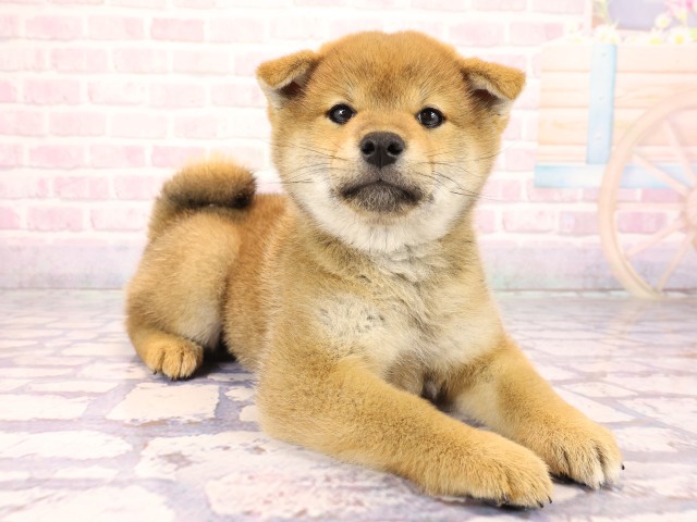 京都府の柴犬(標準サイズ) (Coo&RIKU舞鶴店/2026年2月25日生まれ/女の子/赤)の子犬の2枚目の画像