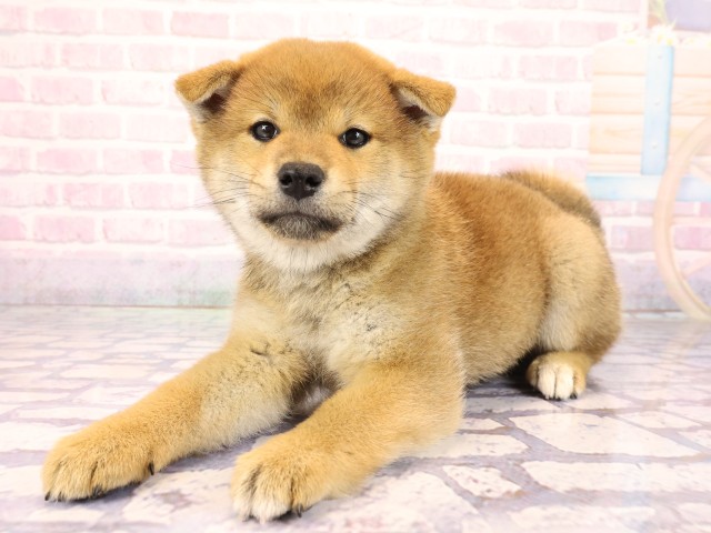 京都府の柴犬(標準サイズ) (Coo&RIKU舞鶴店/2026年2月25日生まれ/女の子/赤)の子犬の3枚目の画像