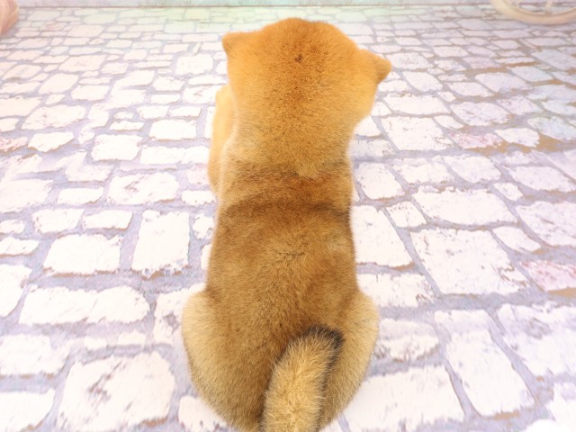 京都府の柴犬(標準サイズ) (Coo&RIKU舞鶴店/2026年2月25日生まれ/女の子/赤)の子犬の4枚目の画像