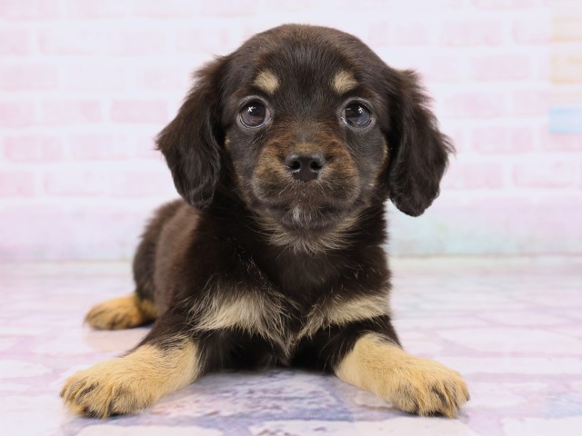 岡山県のチワックス(チワワ×ダックス) (Coo&RIKU岡山店/2026年2月23日生まれ/女の子/ブラックタン)の子犬の1枚目の画像