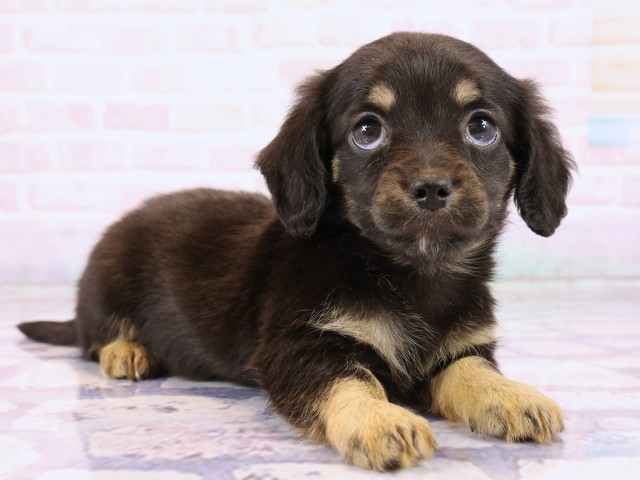 岡山県のチワックス(チワワ×ダックス) (Coo&RIKU岡山店/2026年2月23日生まれ/女の子/ブラックタン)の子犬の2枚目の画像