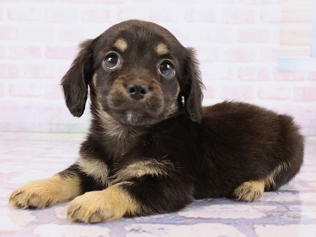 岡山県のチワックス(チワワ×ダックス) (Coo&RIKU岡山店/2026年2月23日生まれ/女の子/ブラックタン)の子犬の3枚目の画像