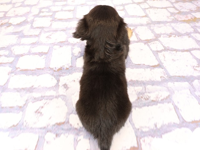 岡山県のチワックス(チワワ×ダックス) (Coo&RIKU岡山店/2026年2月23日生まれ/女の子/ブラックタン)の子犬の4枚目の画像