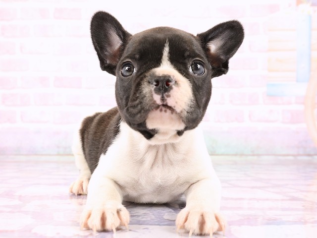 フレンチブルドッグ