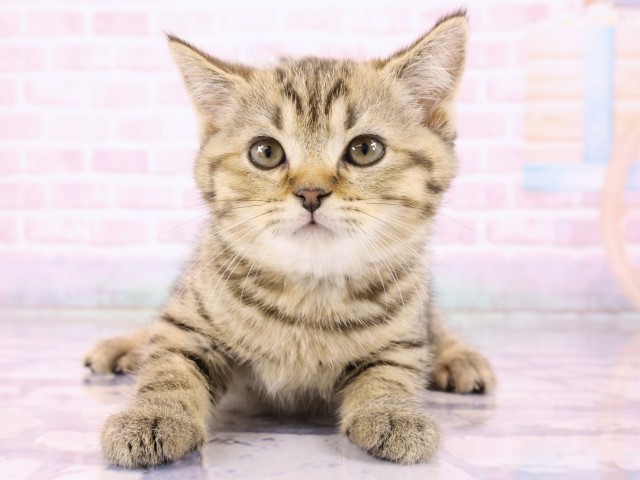 広島県のブリティッシュショートヘアー (Coo&RIKU広島北店/2026年2月22日生まれ/男の子/ブラウンマッカレルタビー)の子猫の1枚目の画像