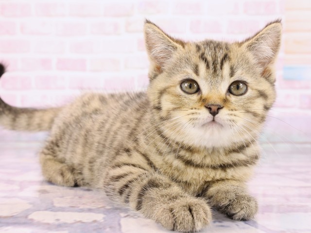 広島県のブリティッシュショートヘアー (Coo&RIKU広島北店/2026年2月22日生まれ/男の子/ブラウンマッカレルタビー)の子猫の2枚目の画像