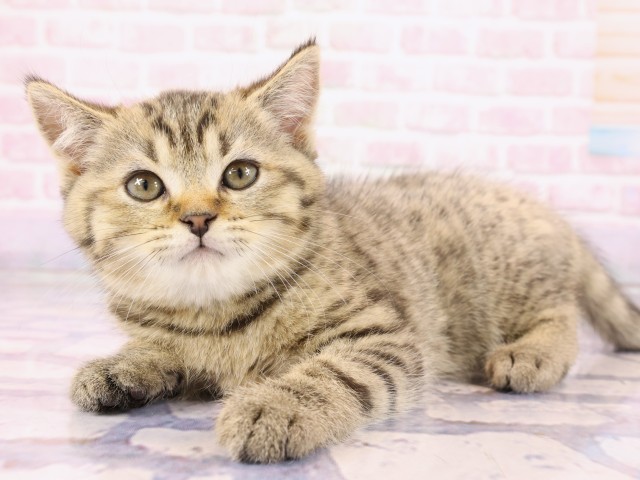 広島県のブリティッシュショートヘアー (Coo&RIKU広島北店/2026年2月22日生まれ/男の子/ブラウンマッカレルタビー)の子猫の3枚目の画像